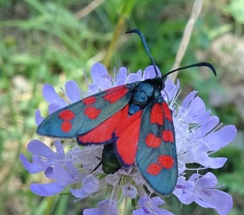 Réf. 189 111 : Zygaena transalpina